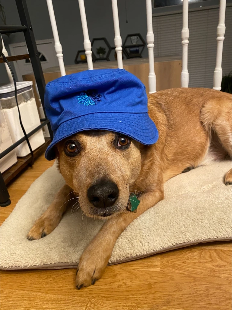 Photo of a dog wearing a CAPNET cap
